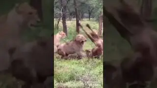 Cat Fighters #lion #shorts #animals #lionfight #stronglion #nature #viral #edit