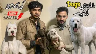 College Road Rawalpindi | Dogs for Sale | Shahzain Animals Vlogs 