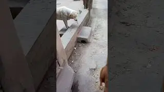 #dog likes eating raw meat#🤔