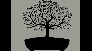 Maslina - bonsai