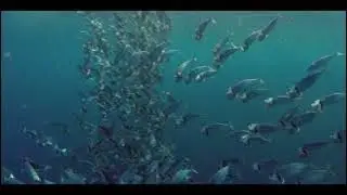 Unscored video