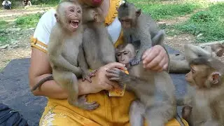 Lucy cry super loud can't wait mom KT give her milk later, Lucy is jealous to Apollo she want first