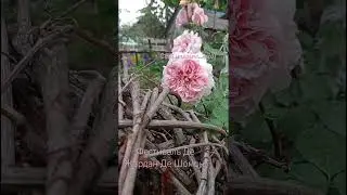#троянди #квіти #квітидлясаду #rose #flowers #garden #сад #loverose #розы #summer #beautiful #цветы