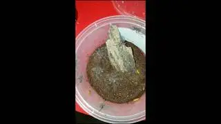 Tarantula communal Feeding