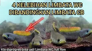 KELEBIHAN LIMBATA WC DIBANDINGKAN LIMBATA CB & CHANNA BARKA