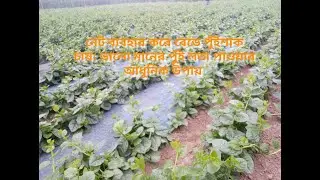 নেট ব্যবহার করে বেডে পুঁইশাক চাষ: সুস্থ-নীরোগ পুঁই লতা উৎপাদনের এক অনন্য পদ্ধতি 