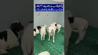 international standard baby goat farming start in Lahore Pakistan#goat #farming #ytshorts