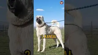 TOP 5 Most Dangerous Dog In The World 2025 | Amazing World Facts