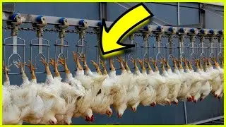 AMAZING AUTOMATIC HARVESTING AND CHICKEN PROCESSING TECHNOLOGY THAT ARE AT ANOTHER LEVEL ✅2