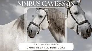 NIMBUS Presentation/Show Halter