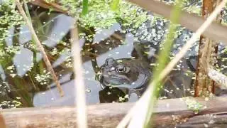 2009 Breeding Common Frogs - Rana temporaria