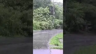 #Thunderstorm on #Forest Road 🌩️ #ASMR #Rain and #Thunder Sounds for #Relaxation