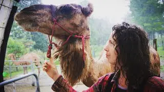 WORRIED ABOUT OUR CAMEL'S PREGNANCY