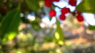 Canon Powershot SD780 IS Macro Video test
