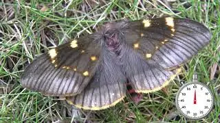 Rare Insect: One-Minute Lifecycle - Paradirphia fumosa - Smoky Emperor Moth from Mexico