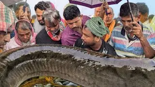 ঐতিহ্যবাহী ভৈরব মৎস আড়ৎ!! কিশোরগঞ্জ, ভৈরব মাছের আড়ৎ । Bairoab fish market in kishorganj