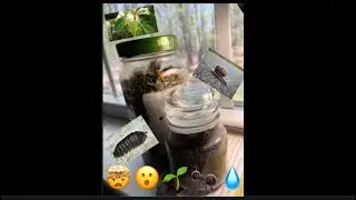 I made a tiny bioactive ecosystem! With real bugs and plants