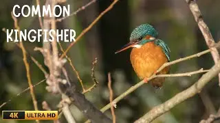 COMMON KINGFISHER | ALCEDO ATTHIS | UK'S MOST COLOURFUL BIRD | NATURE | WILDLIFE