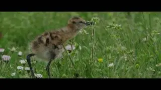Teaser - Grutto! De vlucht van een iconische weidevogel