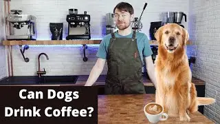 Can Dogs Drink Coffee?