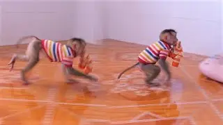 INTELLIGENT BABY MONKEY! Yen run fast to bring his pants to ask dad to wear for him again,