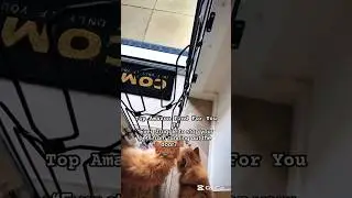 Stop Pets Bolting at the Door! Smart Pet Safety Gate Demo #shorts | Technexa