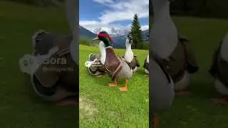 Rambo Duck vs German Geese in an Epic Duck Duck Goose 🦆🎖️