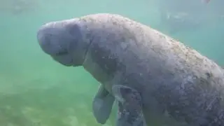 110718 - Snorkelen met zeekoeien