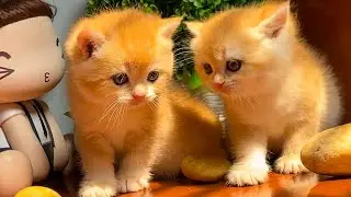 Beautiful kittens running around the yard - Cool cat videos - Cat sounds