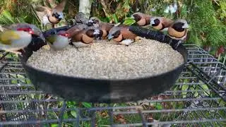 Red Browed and Chestnut Breasted Finches Aldavilla