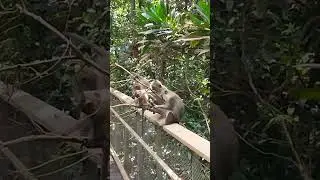 Singapore Monkey Sighting at Nature Reserve