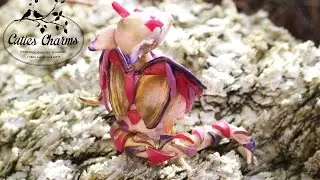wings for the dragon POLYMER CLAY