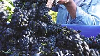 Harvest Season 2019 Bending Branch Winery