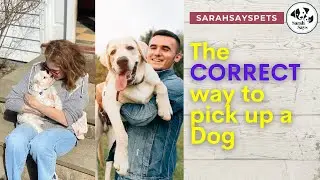 The CORRECT Way to Pick Up a Dog or Puppy | Sarah Says Pets