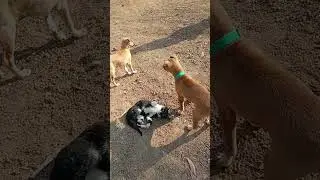 cute dog and cat playing 🤗#short