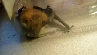 the bat drinking water