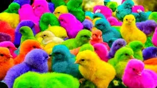 TANGKAP AYAM LUCU, AYAM RAINBOW, AYAM WARNA WARNI, BEBEK, KELINCI, HEWAN LUCU