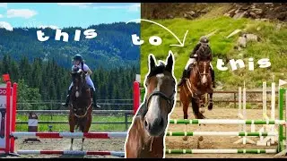 1.5 Year Horse Transformation! // Young Horse Development