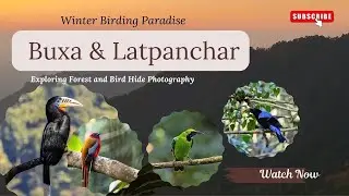 Ultimate Winter Birding Paradise ǀ Buxa ǀ Latpanchar ǀ Bird Photography