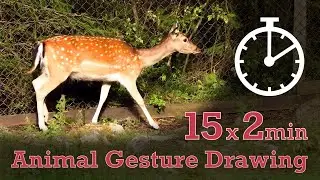 Animal Drawing References #255 - 15x2min poses - Fallow Deer