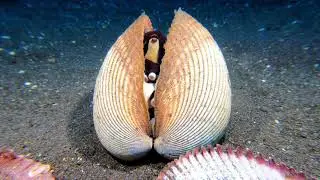Dive into Lembeh - August to September 2018