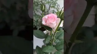 Jumelia Beautiful dutch rose 🌹🪩 #rose #tarracegarden #trending