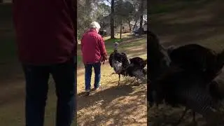 Aggressive turkeys attacking their owner