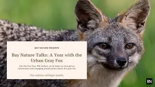 Bay Nature Talks: A Year with the Urban Gray Fox