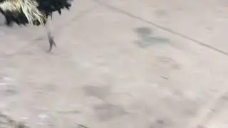 Cuban Roosters