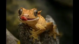 RednovasMedia.Com Presents: [SPACE GECKOS] #producer #vote #spacex #music #love #art #reels