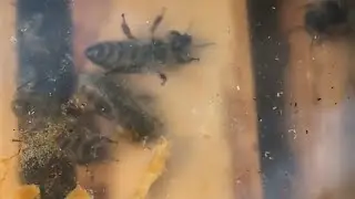 Wie die Bienen Wachsbrücken bauen