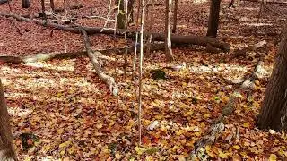 Fall colours on a walk in the forest