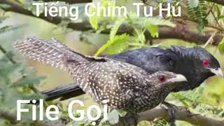 Tiếng Chim Tu Hú File Gọi Đánh năm 2024