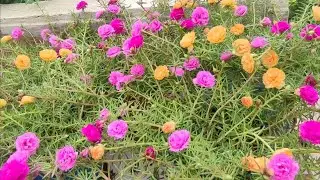 How to Repot Table Rose Plant & Boost Flowering Fast